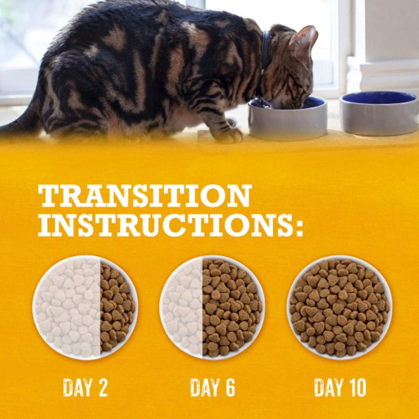 Grain Free White Meat Chicken and Egg Recipe Natural Cat Food High Protein Cat Food Dry Formula - 5 Lb. Bag